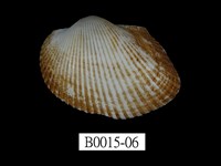 藏品(大毛蚶)的圖片